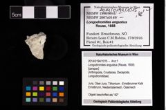 Foto (Objekt + Etikett) von Longodromites angustus (Reuss, 1858)  (NHMW-GEO-2014-0194-1015)